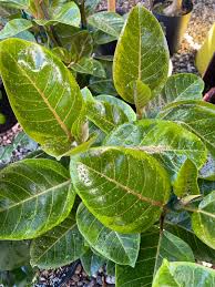Image result for Ficus altissima