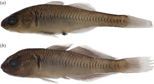 Image result for Hypselodelphys