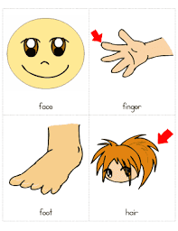 Our large collection of science worksheets are a great study tool for all ages. Fillable Online Human Body Parts Pictures With Names Body Parts Vocabulary Fax Email Print Pdffiller