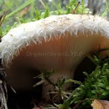 Image result for Lactarius mutabilis