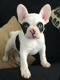 Black And White Frenchie With Blue Eyes Epingle Par Victoria Watts Sur French Bulldog Chiots Bouledogues Bouledogue Francais Bouledogues