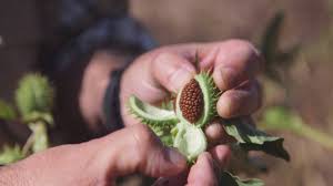 La burundanga de nombre científico escopolamina, es un alcaloide tropánico que se encuentra como metabolito secundario de plantas en la familia de las solanáceas como el beleño blanco , la burladora o borrachero (datura stramonium y otras especies), la mandrágora (mandragora autumnalis). Todo Lo Que Debes Saber Sobre La Burundanga