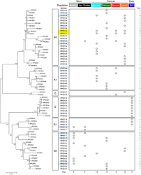 Image result for Laurembergia tetrandra