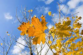 November Blues Das Hilft Gegen Die Herbstdepression Stern De