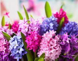 Luxury hand tied fresh flowers delivered for any special occasion. 8 Flowers To Plant For A Colourful Garden All Year Round Reader S Digest