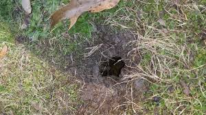 Pin By Virginia Norat On My Food Garden World Holes Digging Holes Ground Bees