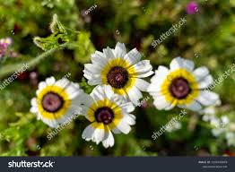 Image result for Glebionis carinata `German Flag`