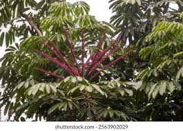 Image result for Salicornia pachystachya