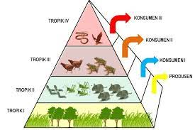 Komponen Biotik Pengertian Ciri Jenis Dan Contohnya