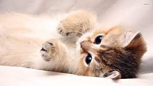 Animals Kitten Wallpaper Hd Wallpaper Desktop Res 1680x1050 Kitten Wallpaper Cute Cat Wallpaper Kittens Cutest