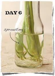 Asparagus takes a few seasons to mature but will reap a harvest for 15 to 30 years, so choose a planting location that will go undisturbed for a long time. Spotlight On Spice How To Grow Lemongrass Season With Spice
