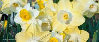 Daffodil Bulbs Funhouse Daffodil Bulbs For Sale Narciso Flores Bonitas Cultivar