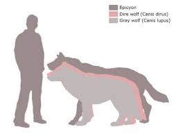 Dire Wolf Size Comparison Epicyon Vs Dire Wolf Vs Gray