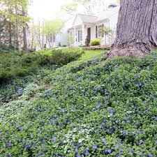 Image result for Vinca minor