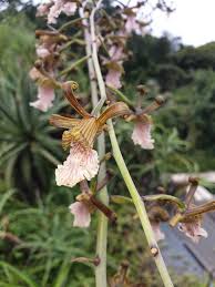 Image result for Eulophia petersii