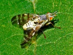 Image result for Triceratella drummondii