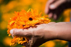 Unusual flowers unusual plants exotic plants amazing flowers beautiful flowers beautiful gorgeous simply beautiful flowers nature longwood gardens. Demeter You Will Grow