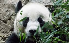 This is the moment when singapore's first panda cub was born to parents kai kai and jia jia at the river safari. Chinese Giant Panda Gives Birth In Singapore On Seventh Attempt Science Environment