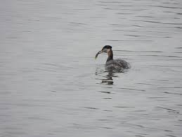 Bird With Red Neck Red Neck Grebe By My Long Lens Via Flickr Photo East Coast Birds