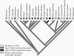 Image result for Platycaulos