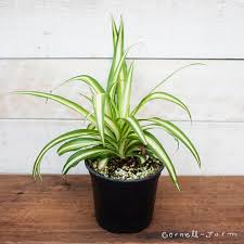 Image result for Chlorophytum hirsutum