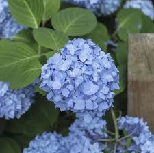 Check spelling or type a new query. 20 Best Blue Flowers For Your Garden Top Types Of Blue Flowers