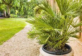 Cependant pour orner un balcon, c'est leur floraison éblouissante qui nous intéresse ! Plantes En Pot Special Secheresse Gamm Vert