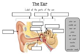Support veda @ vestibular.org 04 anatomy of the ear & glossary of terms by vestibular disorders association Link Label Parts Of The Ear