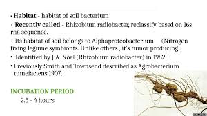 Image result for Rhizobium radiobacter, syn. Agrobacterium tumefaciens