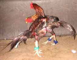 Bentuk dan model kaki ayam petarung pukul saraf/ko : Ciri Ciri Kaki Ayam Aduan Pukul Ko