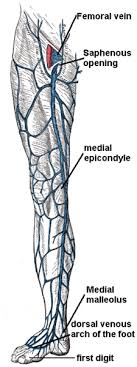 Notice that i only deleted the terms that we need to know. Leg Vein Chart Balop