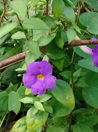 Image result for Thunbergia graminifolia
