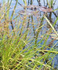 Image result for Fimbristylis dichotoma