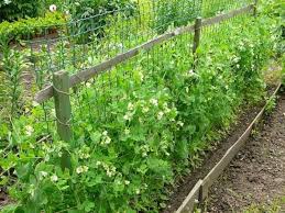 Kak Sazhat Goroh Uhod I Posadka V Otkrytyj Grunt Semenami Vyrashivanie