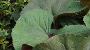 With plenty of rain and rich soil, gardeners in washington and oregon can grow lush plants without a struggle. Beauty In The Pacific Northwest Finegardening