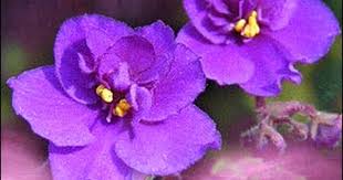 Check spelling or type a new query. Have No Fear Of African Violets Cbs News