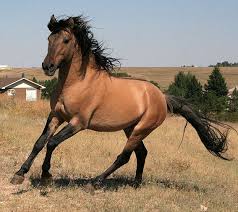 Black And White Mustang Horse For Sale Wyoming Horses Horses For Sale Horse World