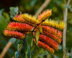 Image result for Combretum sp. A
