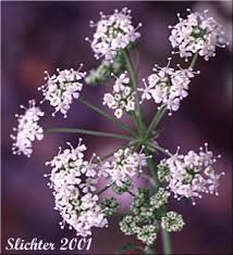 Image result for Conium