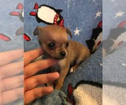 Spunkypaws, akc chihuahua oregon puppy breeder, spunkypaws chihuahuas, oregon puppies. Puppyfinder Com Chihuahua Puppies Puppies For Sale Near Me In Oregon Usa Page 1 Displays 10