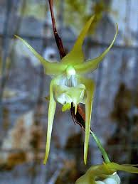 Image result for Aeranthes parkesii