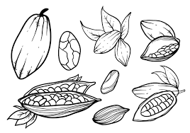 You just never know when you might need them! Free Hand Drawn Cocoa Beans Vector Cocoa How To Draw Hands Cocoa Chocolate