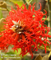Image result for Erythrina abyssinica