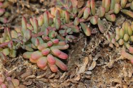 Image result for Suaeda vermiculata