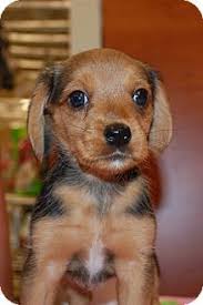 Visit your local richmond petsmart store for essential pet supplies like food, treats and more from top brands. 23 Borkie Ideas Beagle Mix Yorkie Beagle