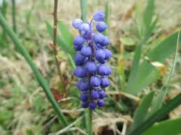 Essential oil is a concentrated hydrophobic liquid containing volatile aroma compounds from plants. Grape Hyacinth Facts And Uses