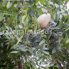 Image result for Swietenia