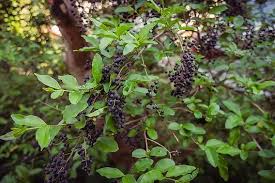 Image result for Ligustrum sinense