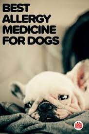 Best Dog Allergy Med Best Dog Allergy Medicine If Your Dog Gets Itchy It Might Be Allergies Fortunately T Dog Allergies Good Doggies Online Allergy Medicine