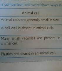 The significant differences between plant and animal cells are also shown, and the diagrams are plastids: Difference Between A Plant Cell And An Animal Cell Pertaining To The Prensence Of Plastids Brainly In